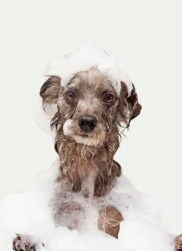 Weizen Protein Repair Hundeshampoo 250 ml - Image 4