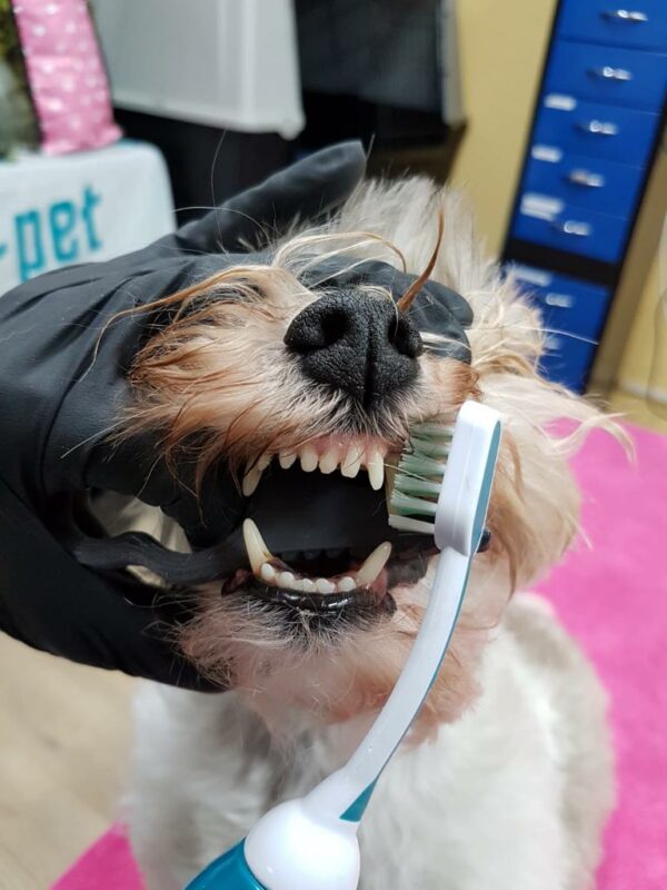 DentiBoy - Image 8