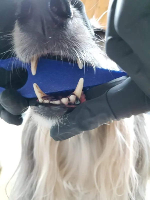 DentiBoy - Image 7